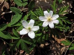 Sasanka hajní (Anemone nemorosa L.) - vícečetné květy (3)