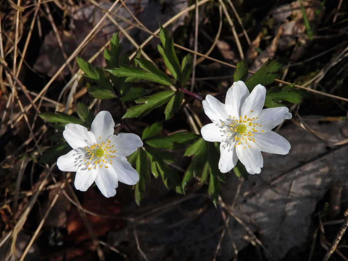 Sasanka hajní (Anemone nemorosa L.) - vícečetné květy (4)