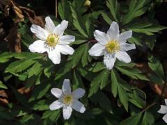 Sasanka hajní (Anemone nemorosa L.) - sedmičetné květy (6)