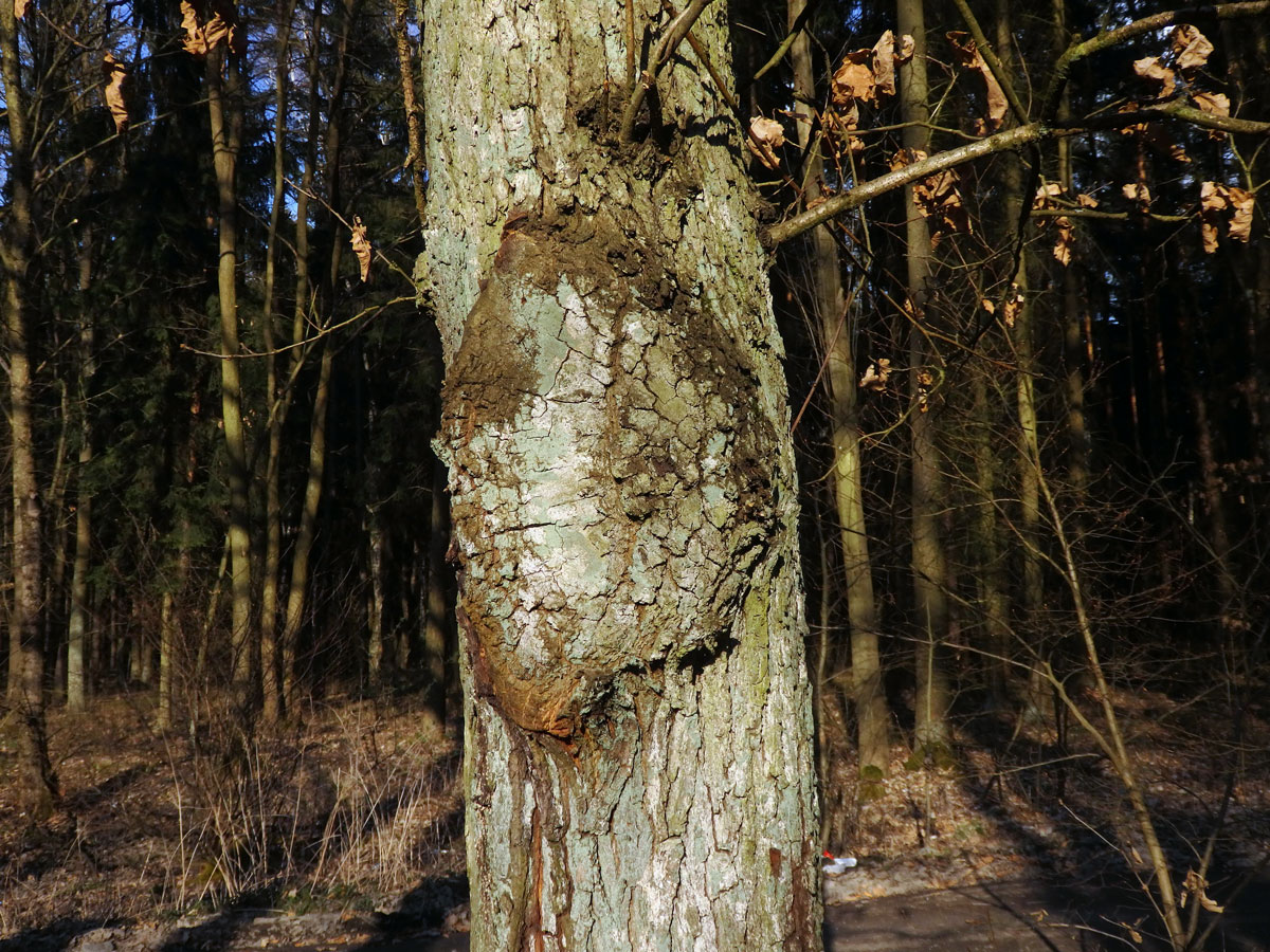 Nádor na dubu letním (Quercus robur L.) (46b)