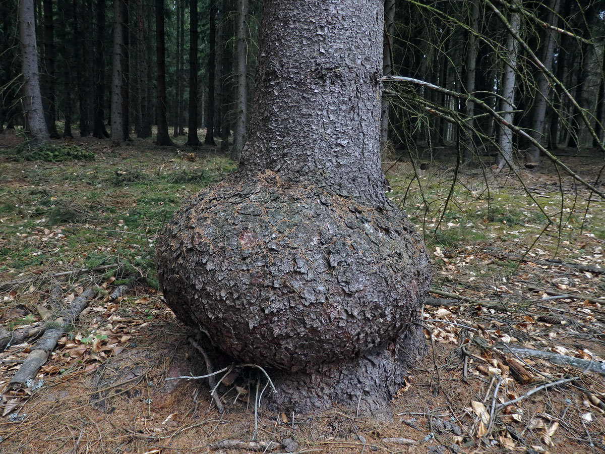 Smrk ztepilý (Picea abies (L.) Karsten) (19b) s nádorem na kmeni