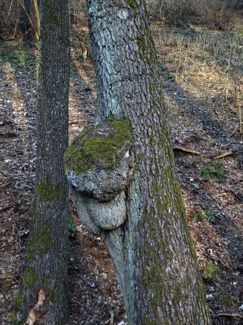 Tumor na olši lepkavé (Alnus glutinosa (L.) Gaertn.) (22a)