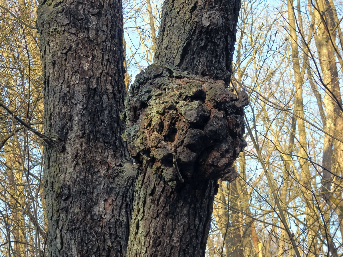 Tumor na olši lepkavé (Alnus glutinosa (L.) Gaertn.) (23a)