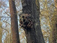 Tumor na olši lepkavé (Alnus glutinosa (L.) Gaertn.) (23b)