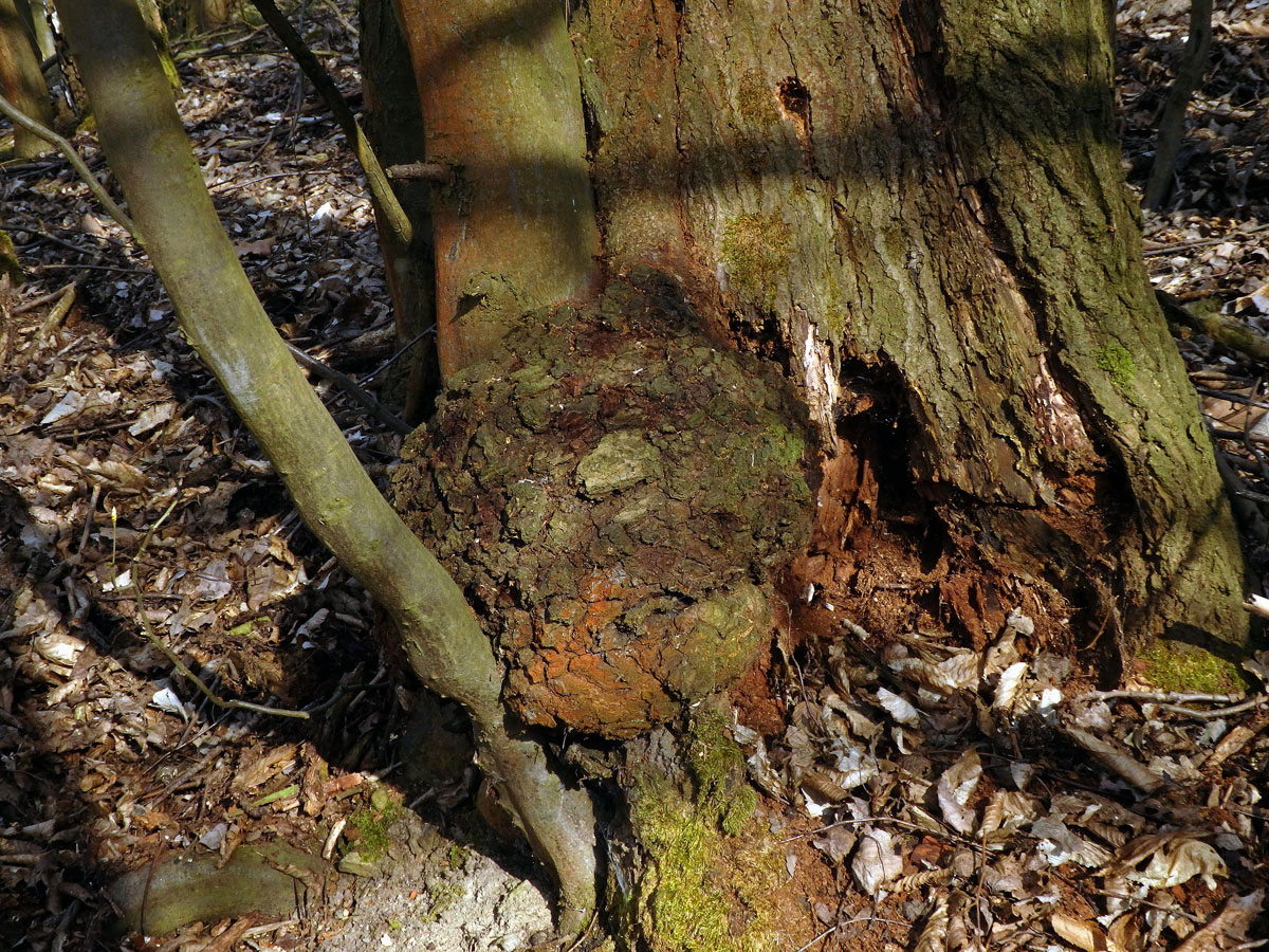 Nádor na vrbě jívě (Salix caprea L.) (4a)