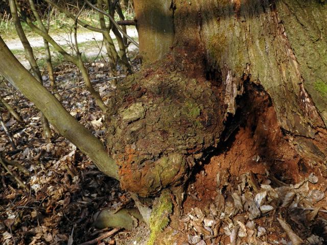 Nádor na vrbě jívě (Salix caprea L.) (4b)