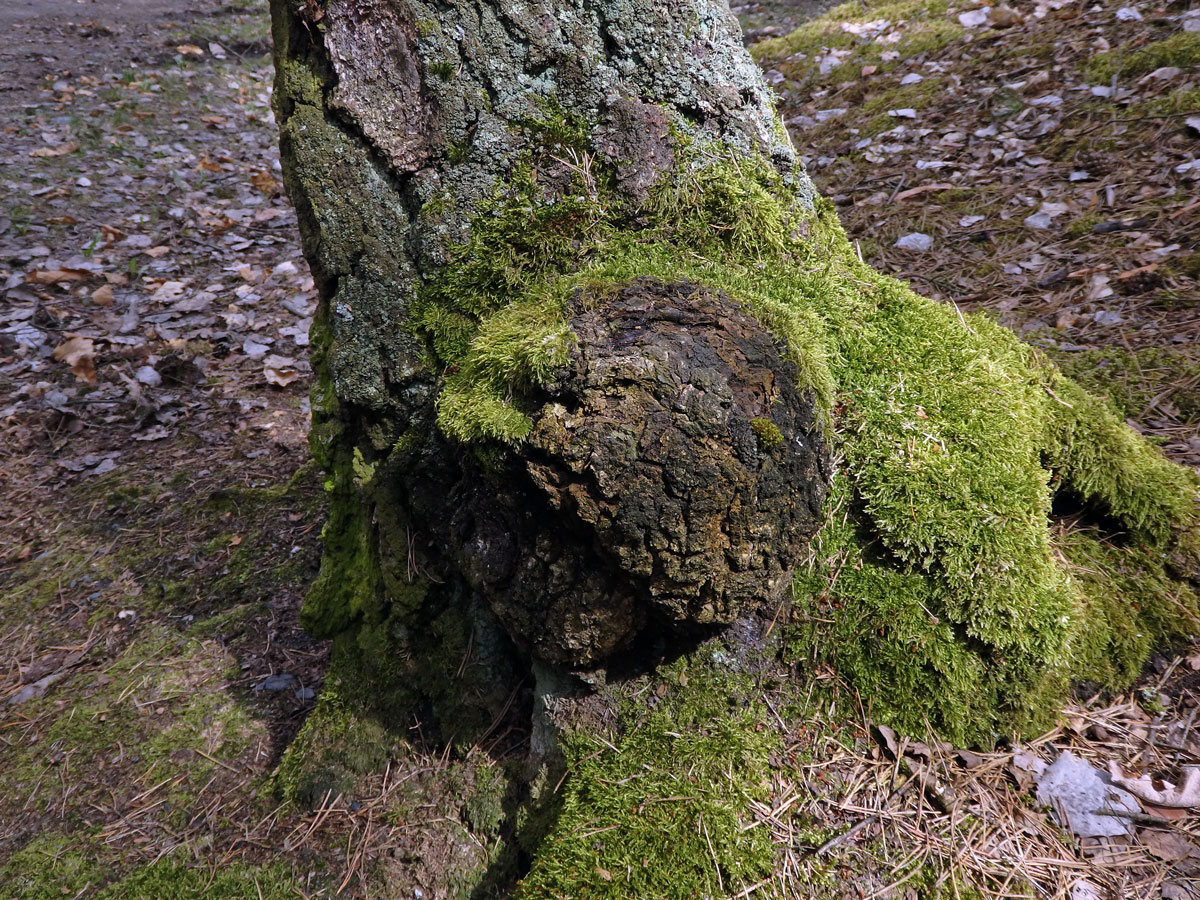 Nádor na bříze bělokoré (Betula pendula Roth) (71)