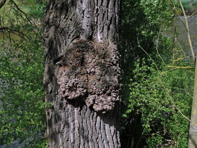 Nádor na topolu černém (Populus nigra L.) (5a)