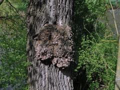 Nádor na topolu černém (Populus nigra L.) (5a)