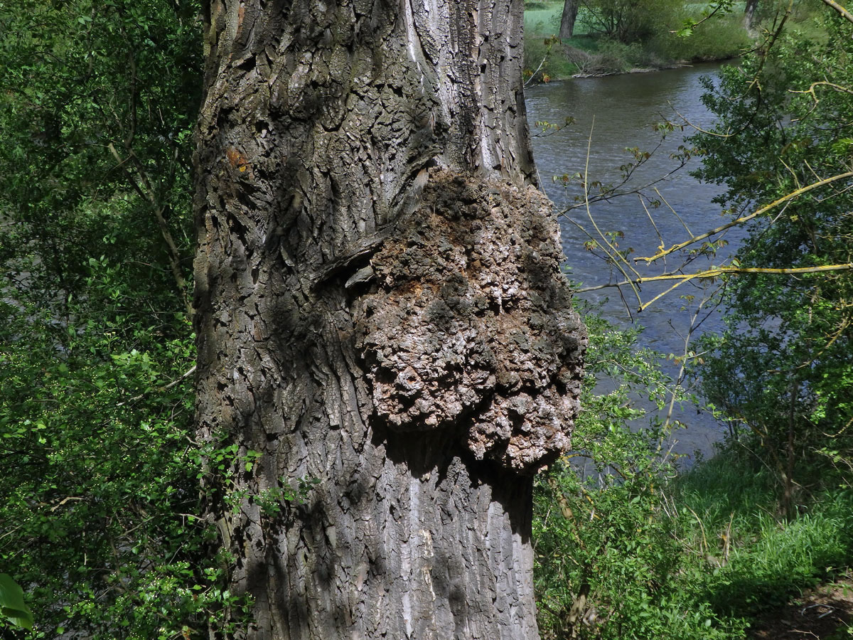 Nádor na topolu černém (Populus nigra L.) (5b)