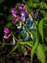 Hrachor jarní, Lecha jarní (Lathyrus vernus (L.) Bernh.)