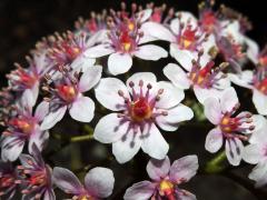 Darmera štítná (Darmera peltata (Torr.) Engl), vícečetný květ (2)