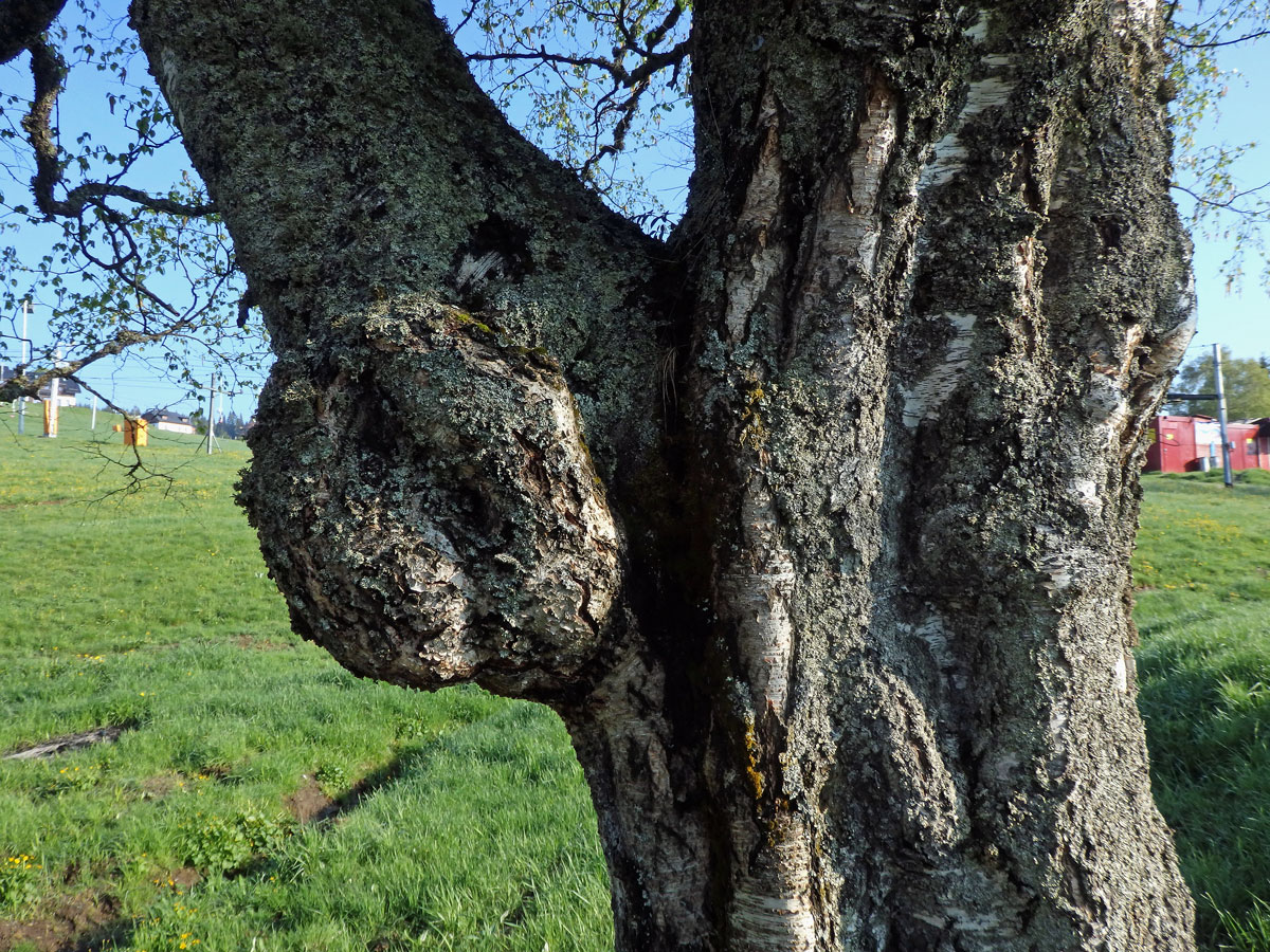 Nádor na bříze bělokoré (Betula pendula Roth) (72a)