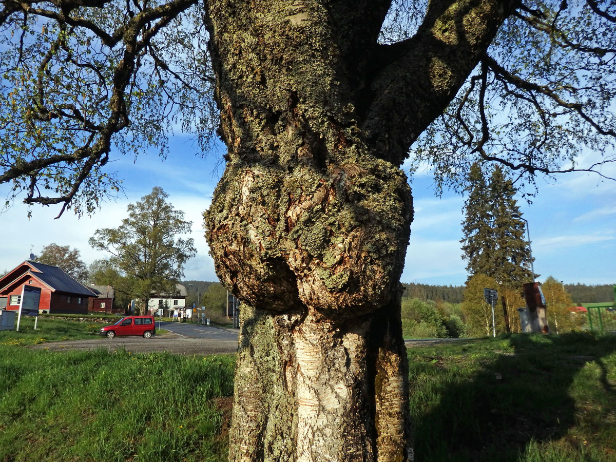 Nádor na bříze bělokoré (Betula pendula Roth) (72b)