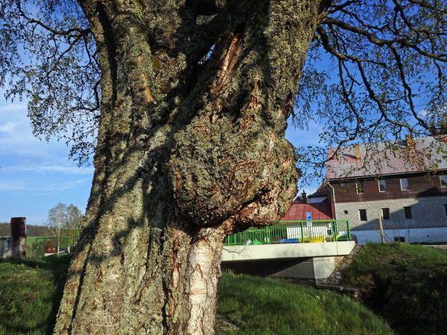 Nádor na bříze bělokoré (Betula pendula Roth) (72c)