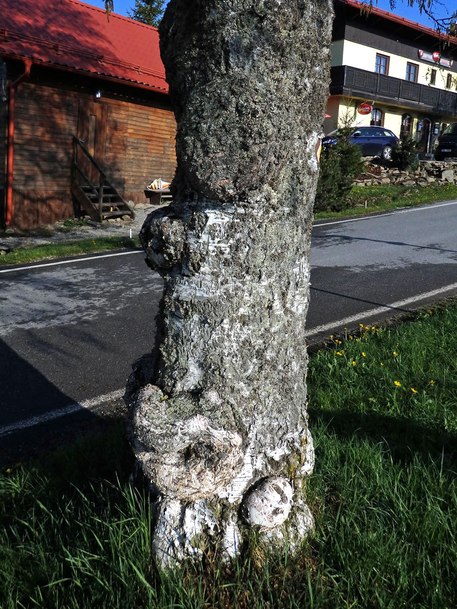 Nádor na bříze bělokoré (Betula pendula Roth) (73a)