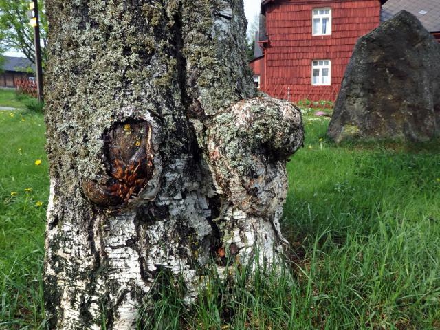 Nádor na bříze bělokoré (Betula pendula Roth) (73d)