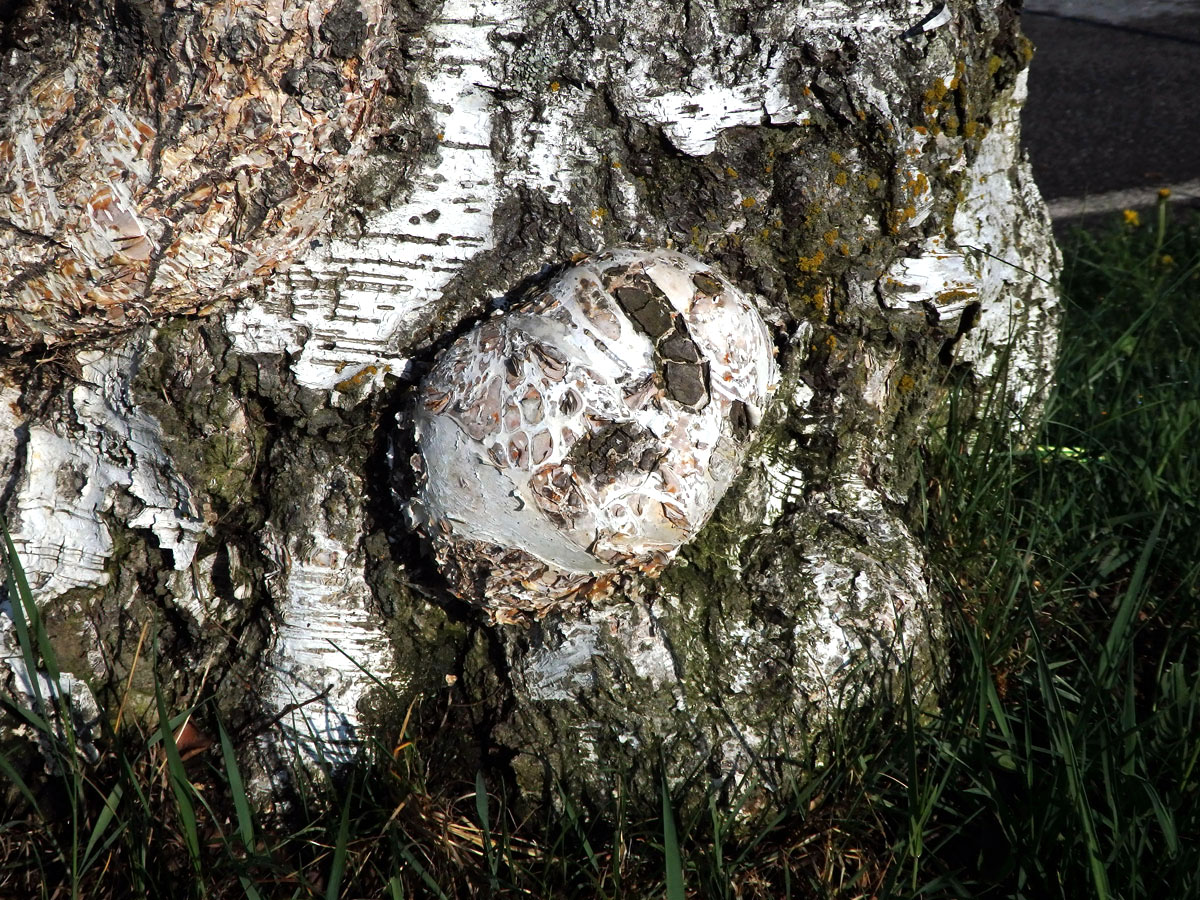 Nádor na bříze bělokoré (Betula pendula Roth) (73e)