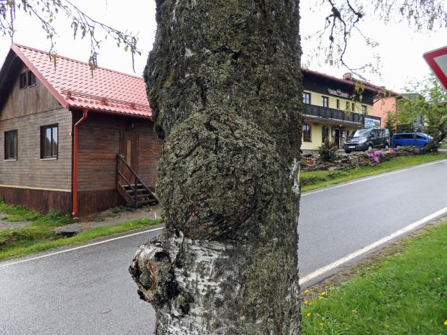 Nádor na bříze bělokoré (Betula pendula Roth) (73f)