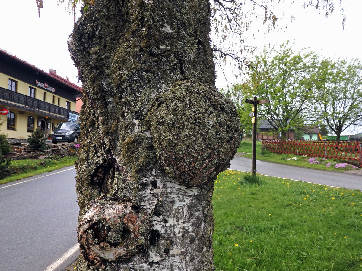 Nádor na bříze bělokoré (Betula pendula Roth) (73g)