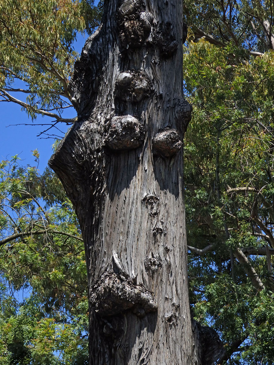 Nádor na cypřiši vždyzeleném (Cupressus sempervirens L.) (3a)