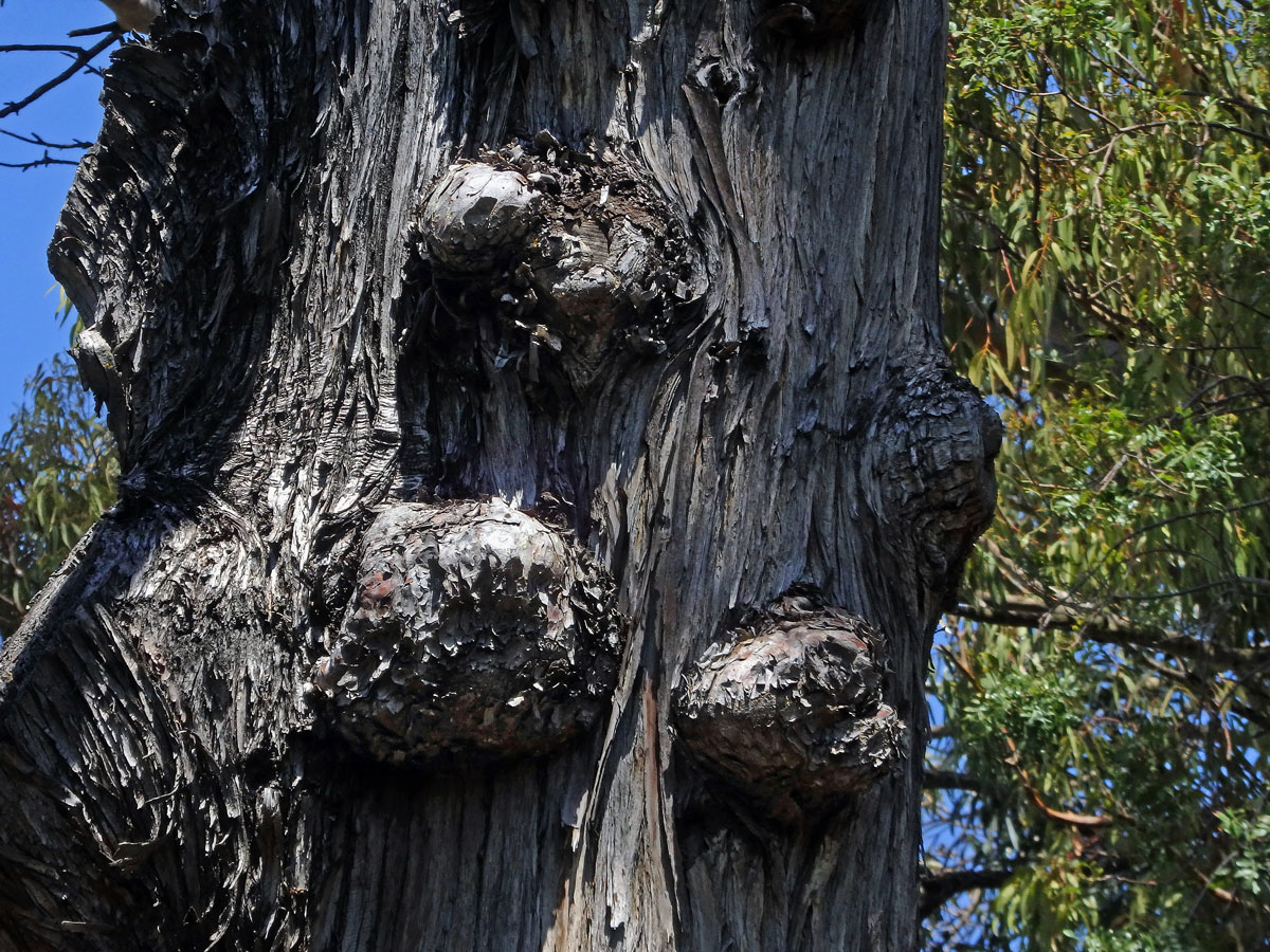 Nádor na cypřiši vždyzeleném (Cupressus sempervirens L.) (3b)