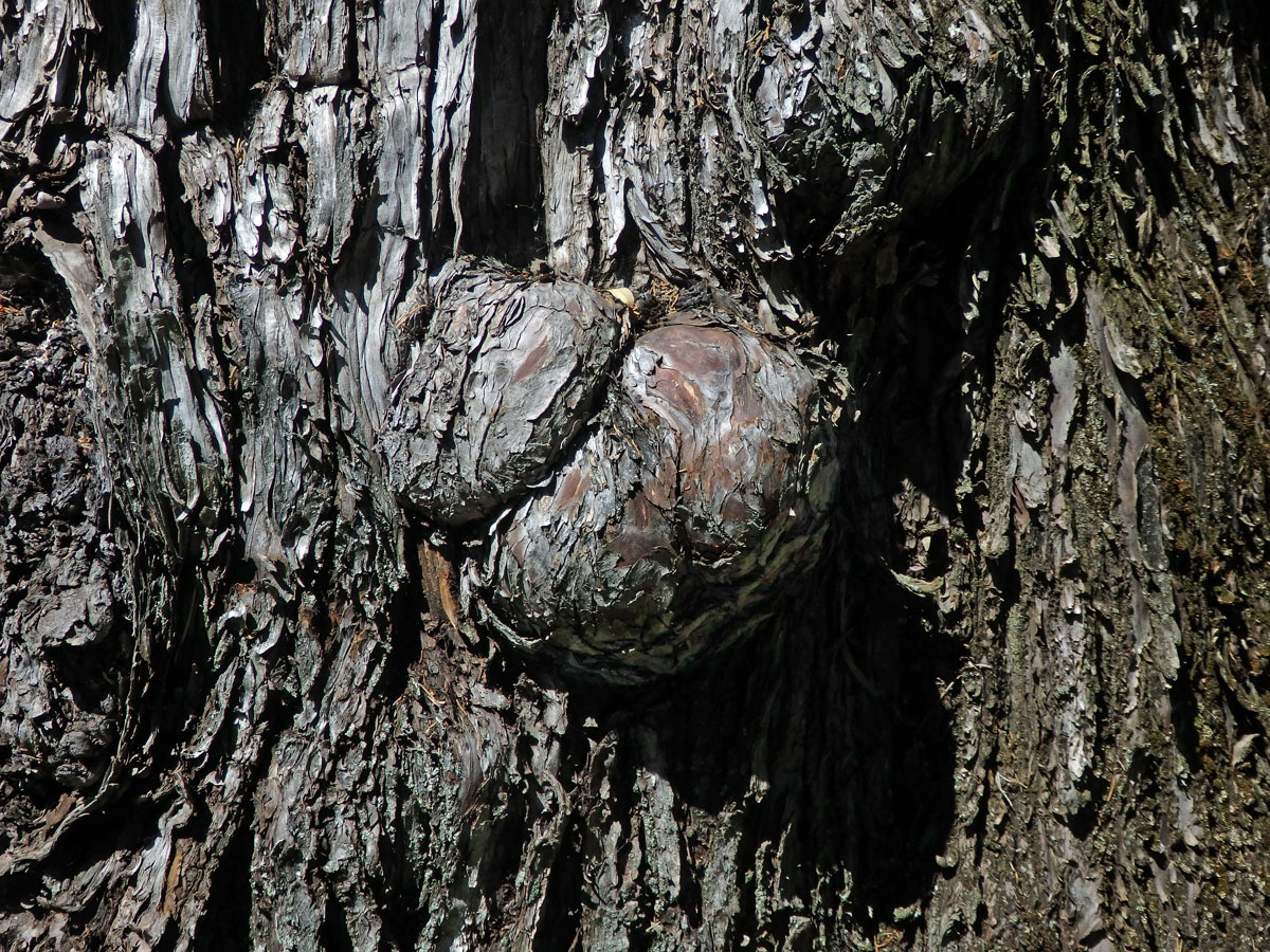 Nádor na cypřiši vždyzeleném (Cupressus sempervirens L.) (3d)