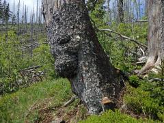 Smrk ztepilý (Picea abies (L.) Karsten) (20a) s nádorem na kmeni