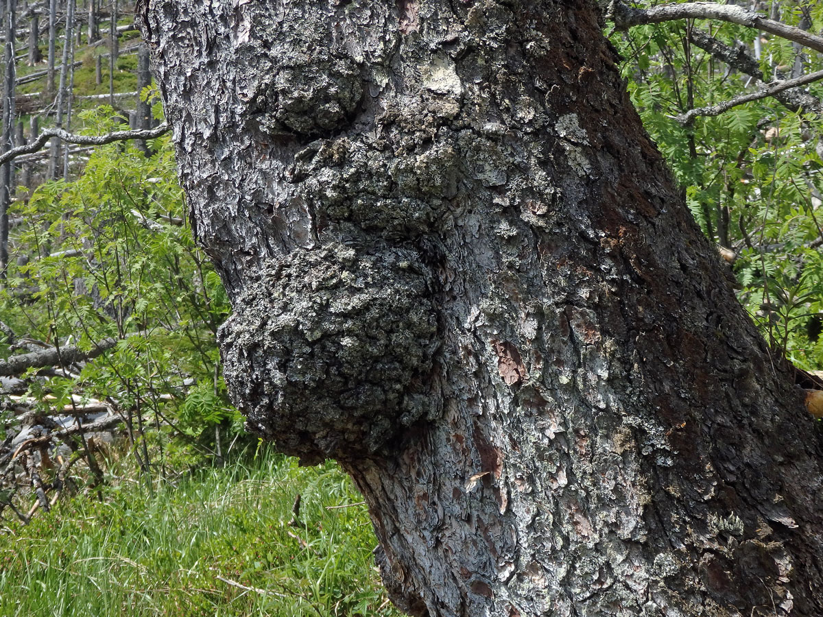 Smrk ztepilý (Picea abies (L.) Karsten) (20b) s nádorem na kmeni