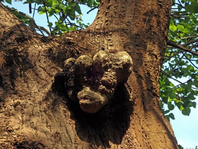 Nádor na zarděnici kaferské (Erythrina caffra  Thunb.) (1c)