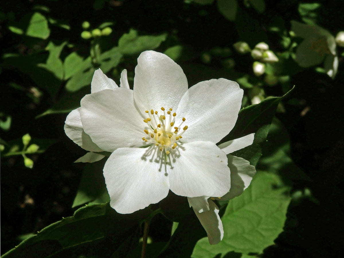 Pustoryl věncový (Philadelpha coronarius L.) s pětičetným květem (4)