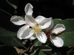 Jehlicovka okoličnatá (Rhaphiolepis umbellata (Thunb.) Makino), čtyřčetný květ