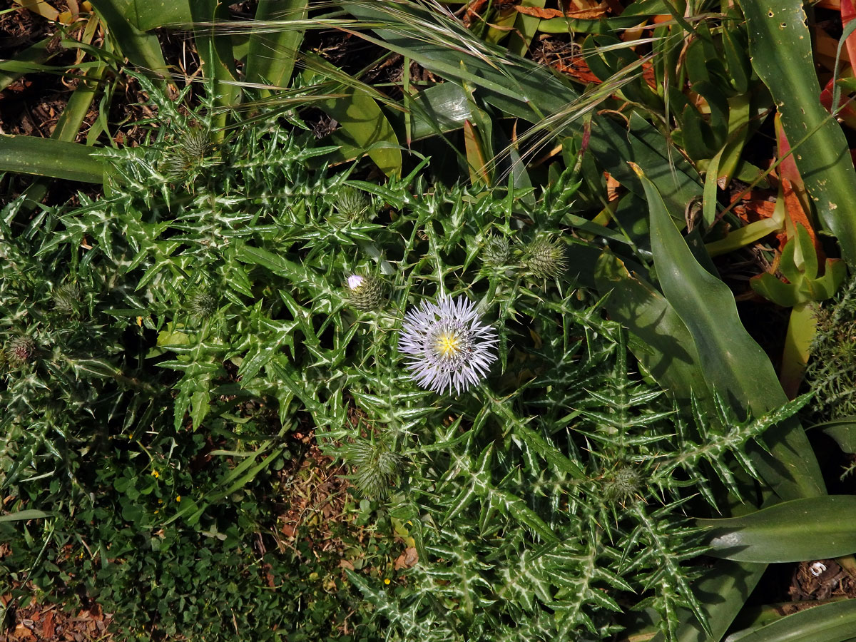 Bodlákovec skvrnitý (Galactites tomentosa Moench) se světle růžovými květy (1a)