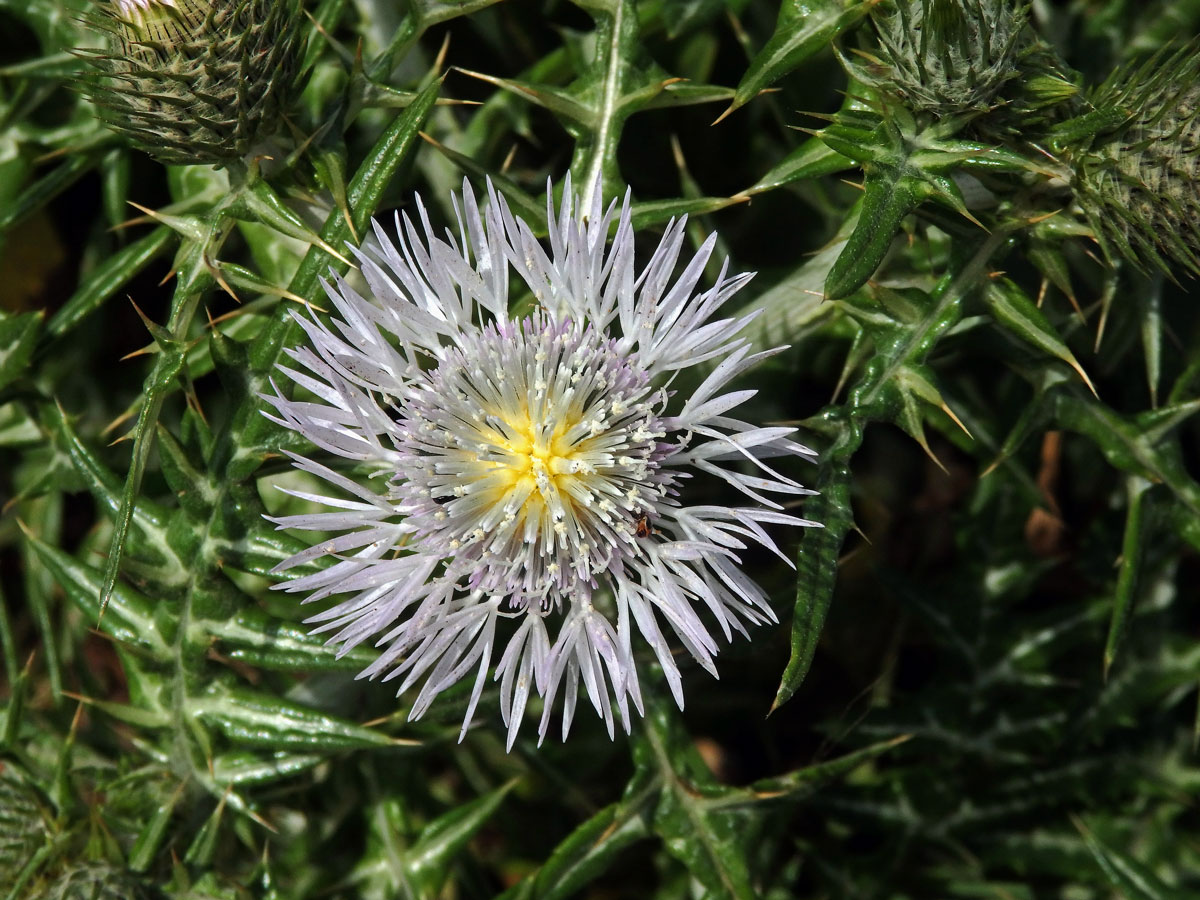 Bodlákovec skvrnitý (Galactites tomentosa Moench) se světle růžovými květy (1b)