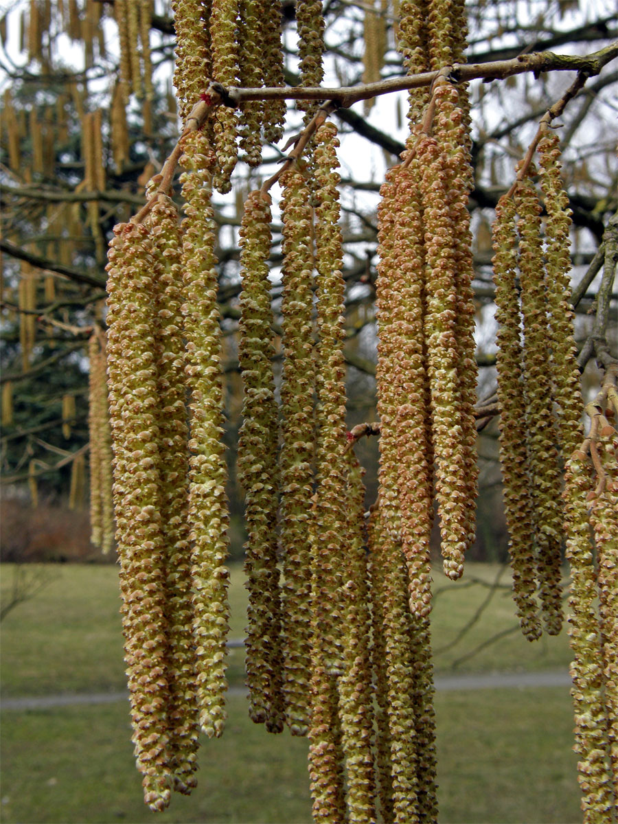 Líska turecká (Corylis colurna L.)