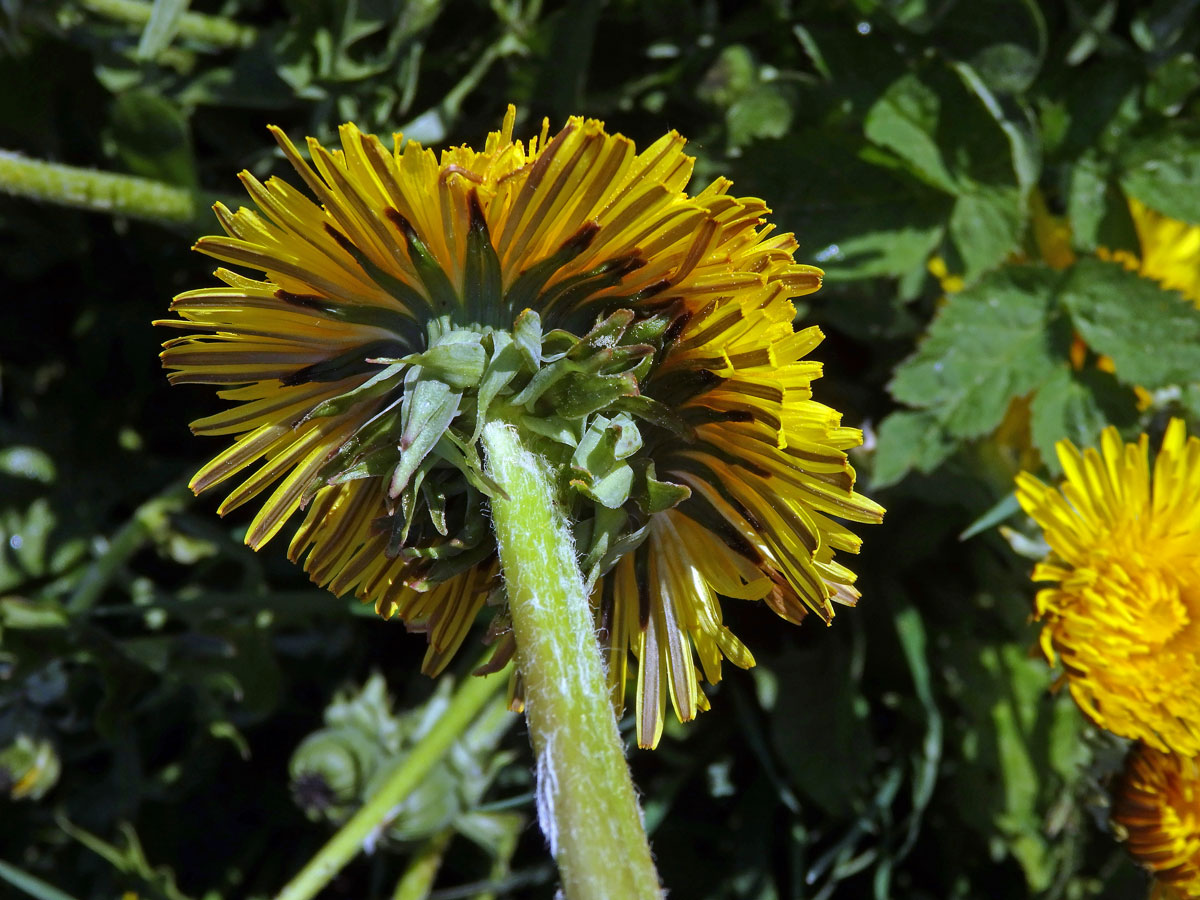 Smetánka lékařská (Teraxacum officinale L.) - fasciace stonku (23)