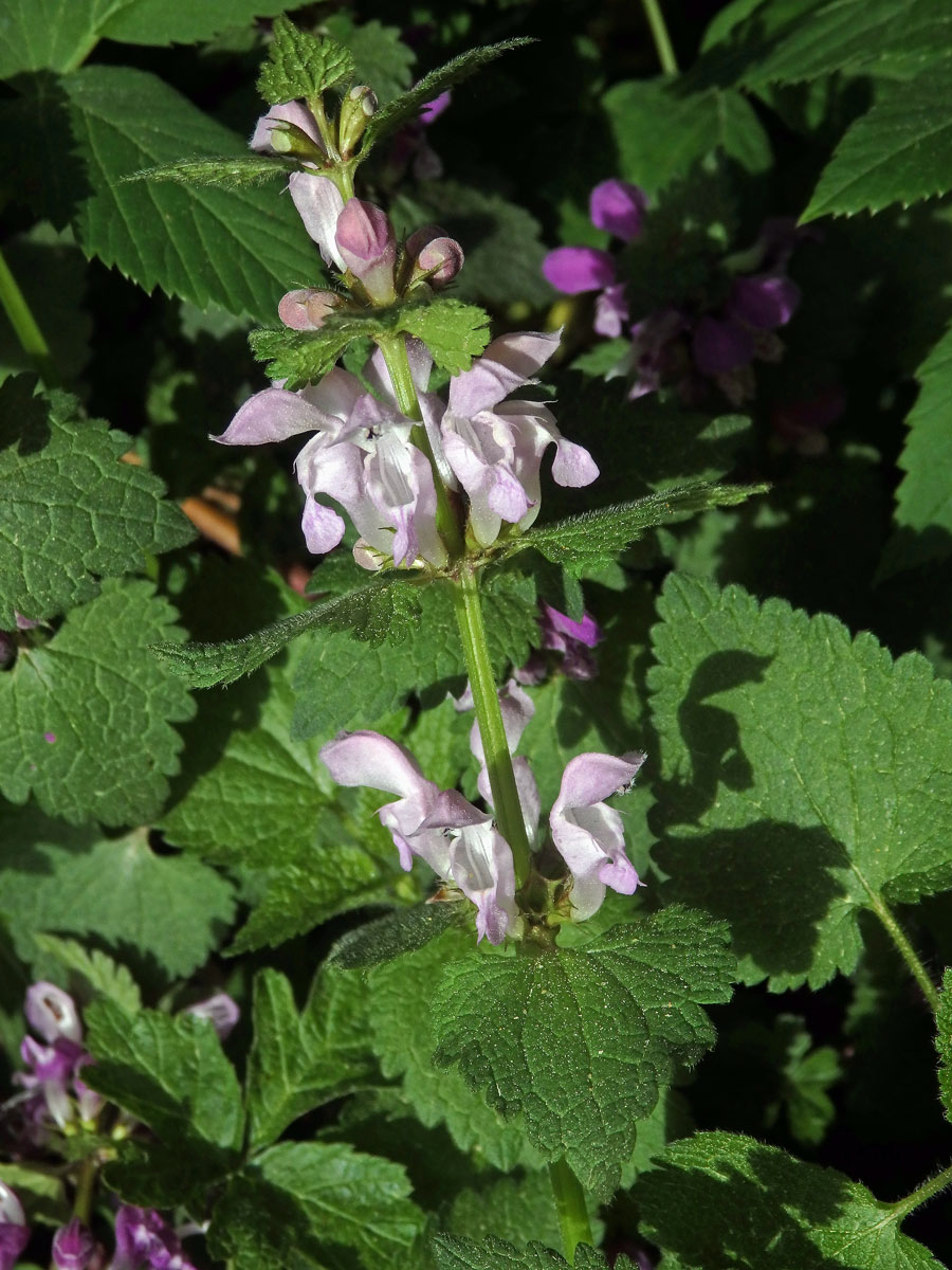 Hluchavka skvrnitá (Lamium maculatum L.) se světle růžovými květy (2b)