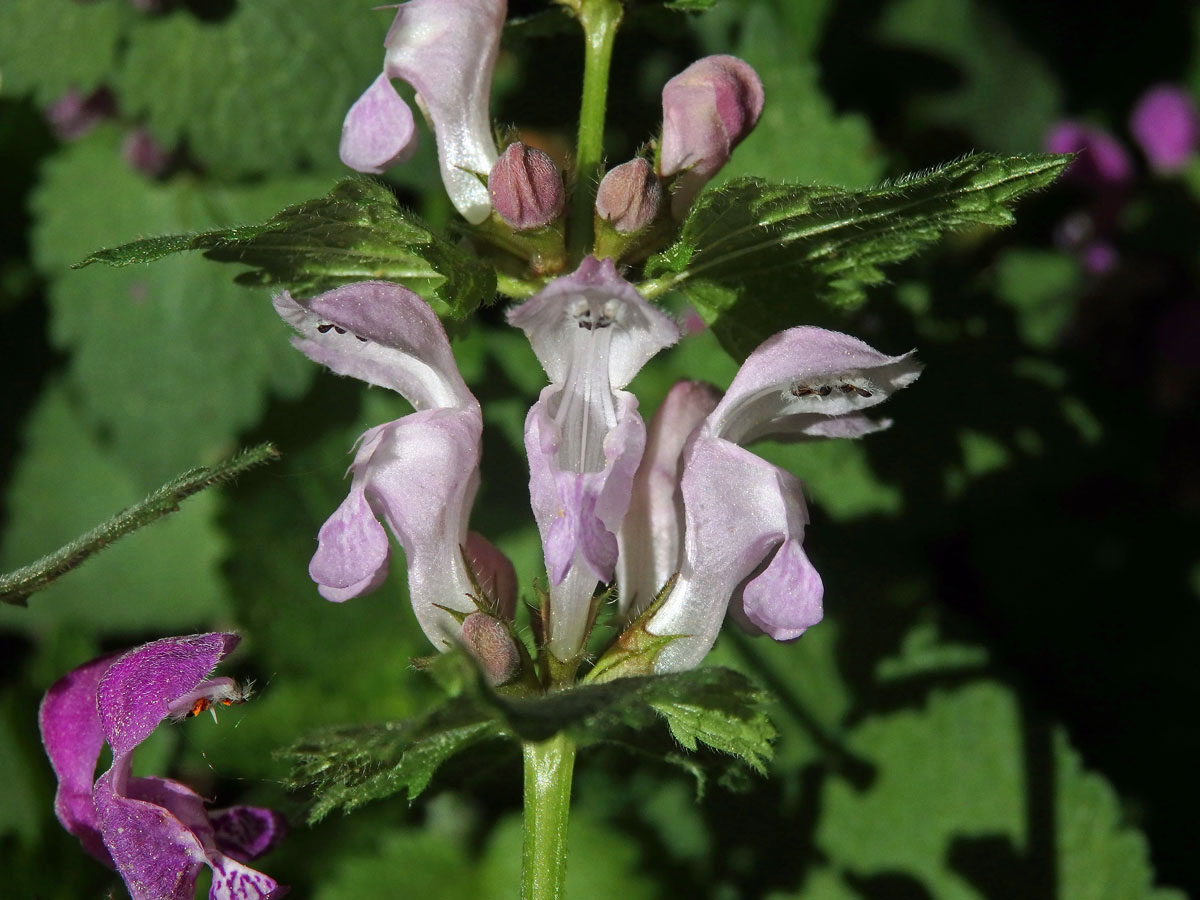 Hluchavka skvrnitá (Lamium maculatum L.) se světle růžovými květy (2c)