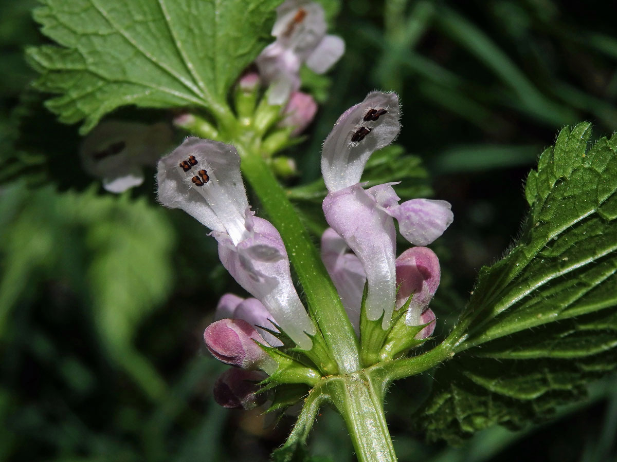 Hluchavka skvrnitá (Lamium maculatum L.) se světle růžovými květy (2d)