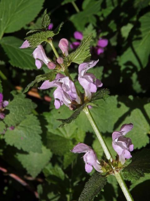 Hluchavka skvrnitá (Lamium maculatum L.) se světle růžovými květy (2e)