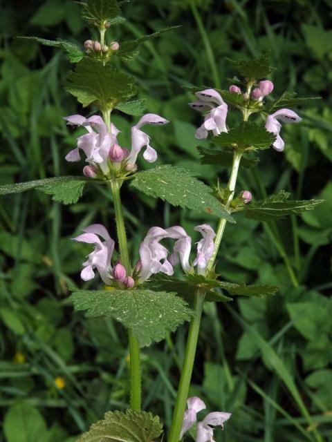 Hluchavka skvrnitá (Lamium maculatum L.) se světle růžovými květy (2f)