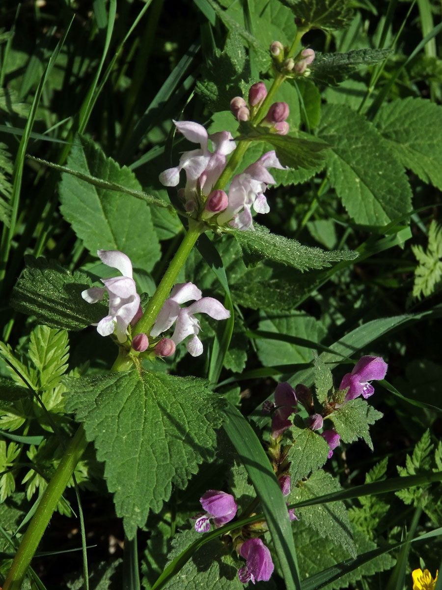 Hluchavka skvrnitá (Lamium maculatum L.) se světle růžovými květy (2g)