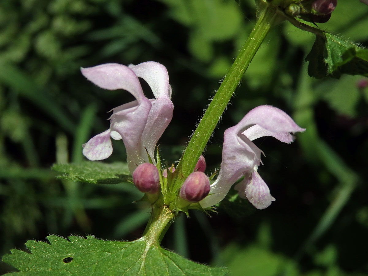 Hluchavka skvrnitá (Lamium maculatum L.) se světle růžovými květy (2i)