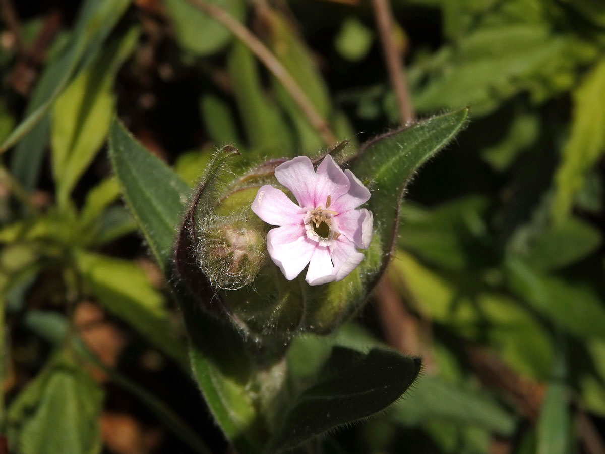 Silenka dvoudomá = Knotovka červená (Silene dioica (L.) Clairv.), růžový květ (1a)