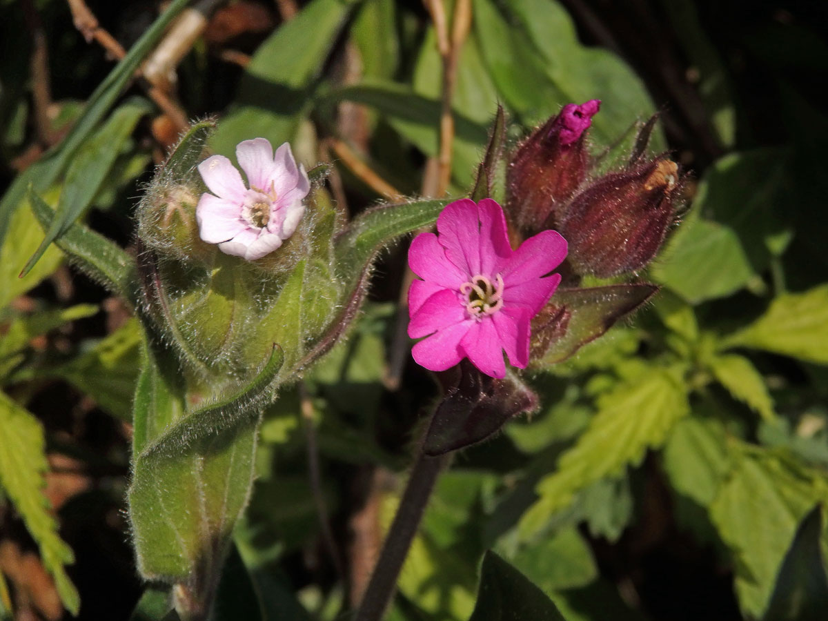 Silenka dvoudomá = Knotovka červená (Silene dioica (L.) Clairv.), růžový květ (1b)