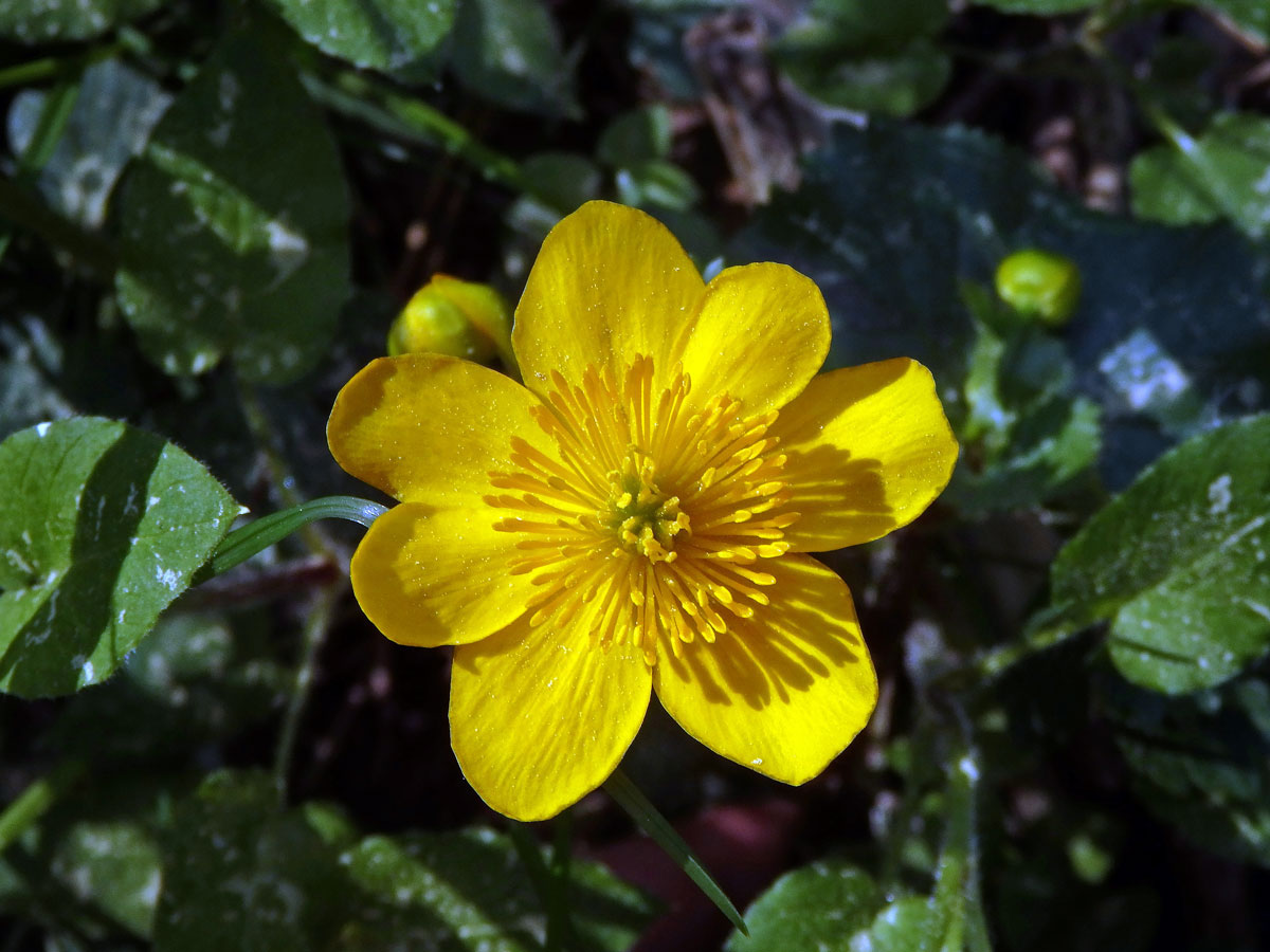 Blatouch bahenní (Caltha palustris L.), sedmičetný květ (5)