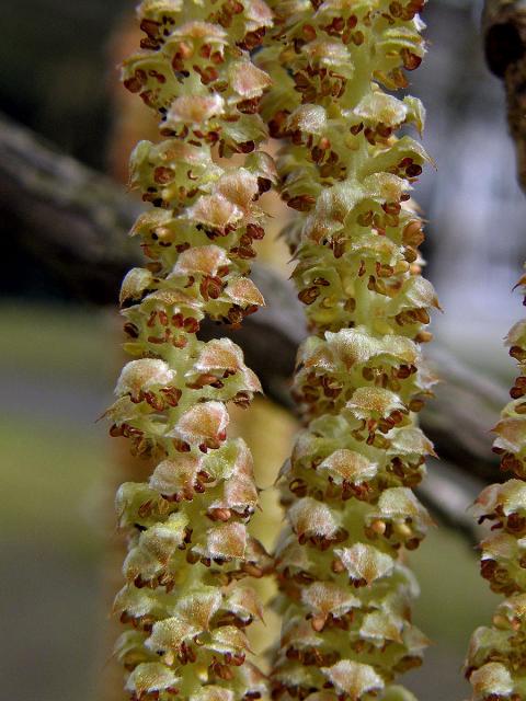 Líska turecká (Corylis colurna L.)