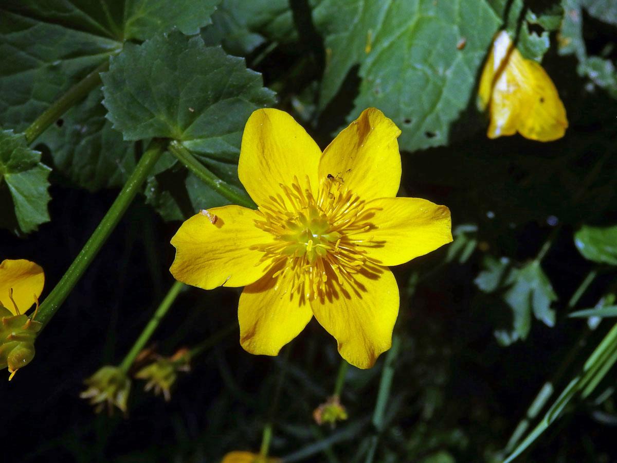 Blatouch bahenní (Caltha palustris L.), šestičetný květ (5)