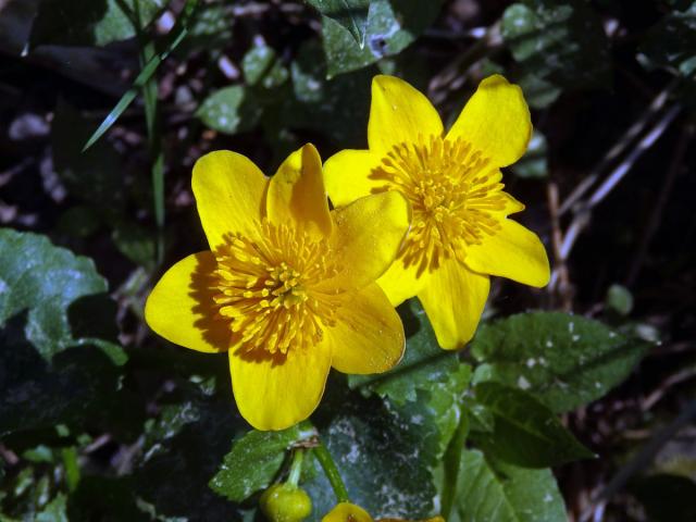 Blatouch bahenní (Caltha palustris L.), šestičetný květ (6)