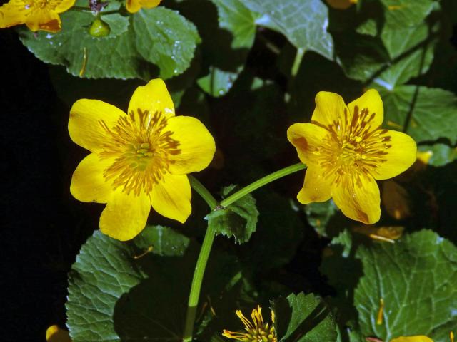 Blatouch bahenní (Caltha palustris L.), šestičetný květ (7)